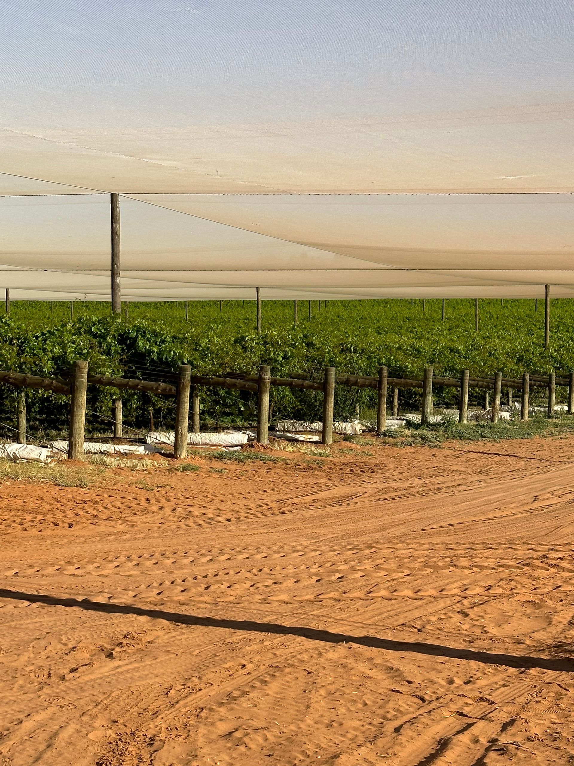 Vineyard rows beside a dirt road, with green vines, irrigation lines, and a hazy sky beyond.