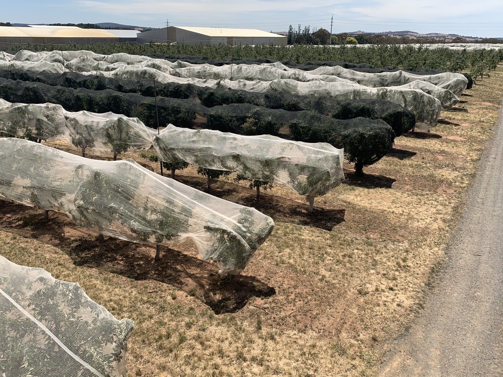 Rows of plants covered with white frost cloth beside a dirt road on a farm