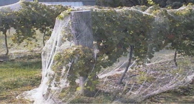 Vineyard row draped with white protective netting over green vines and grass