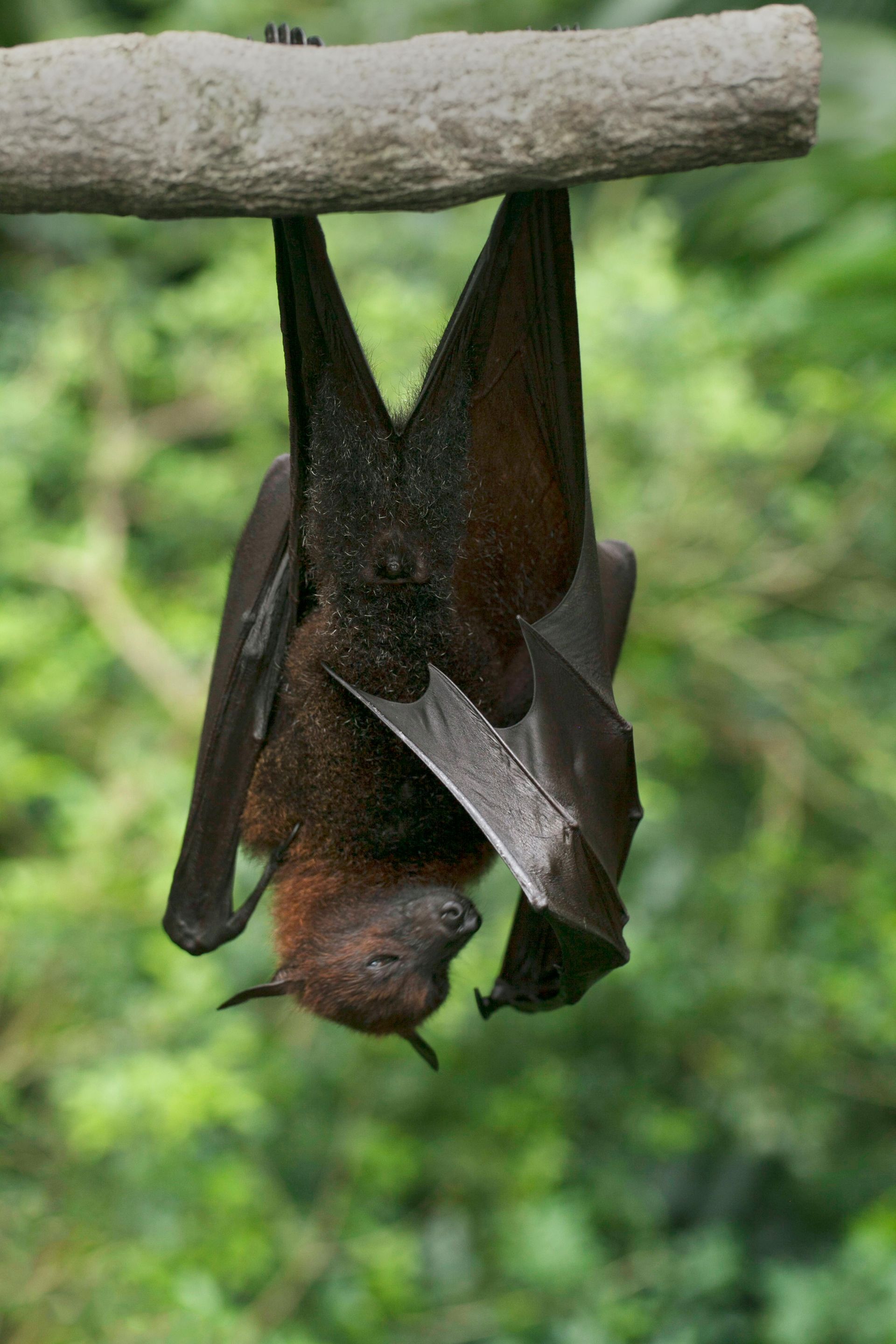 A brown bat hanging upside down from a branch against a green forest background