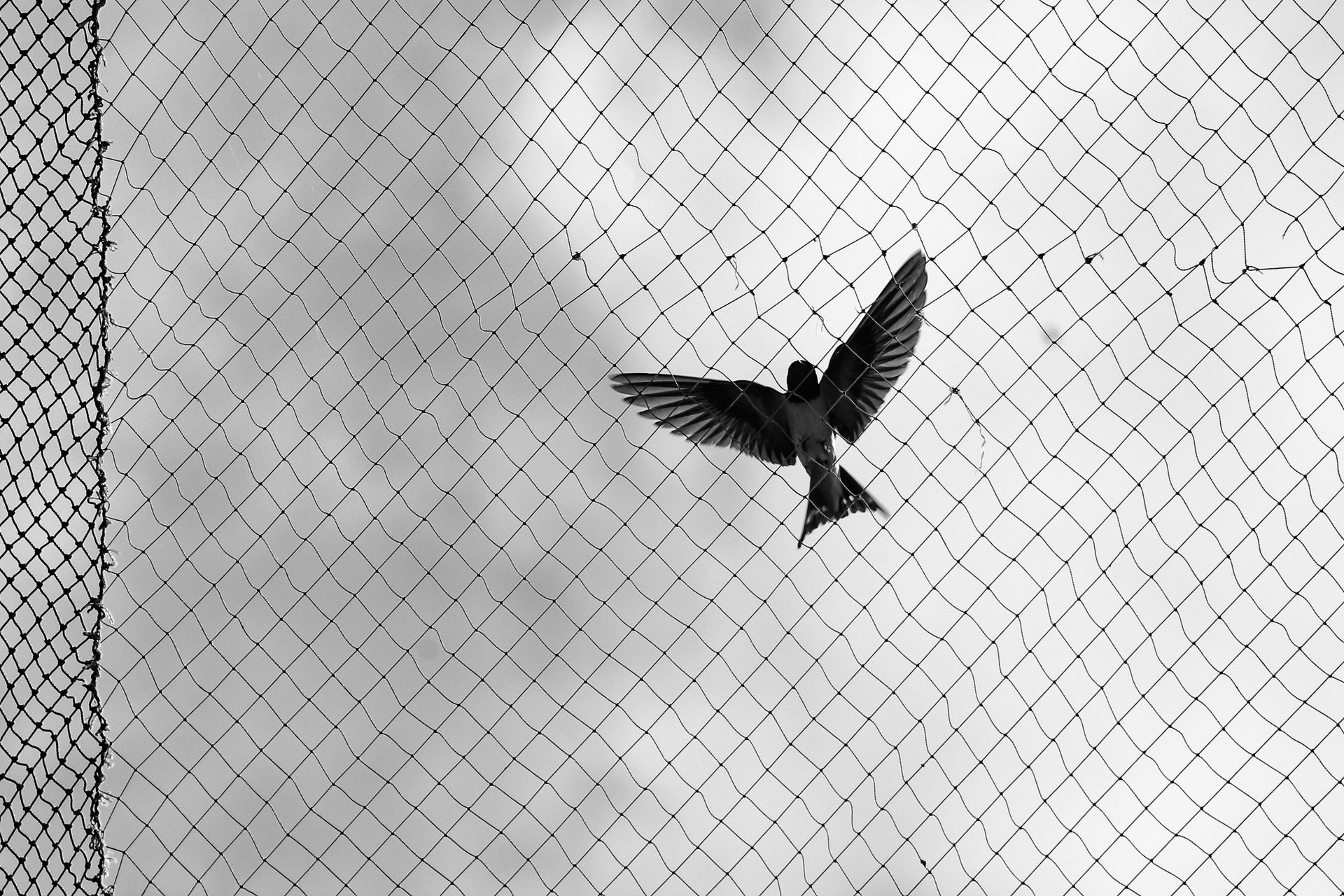 Bird silhouetted against a cloudy sky behind chain-link fence