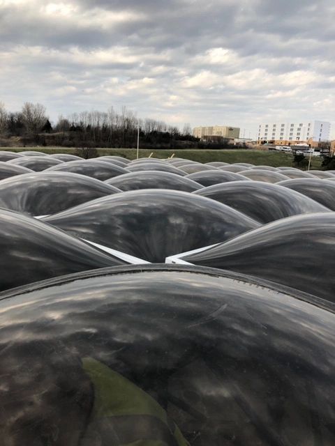 Rows of black plastic-covered mounds in a field under a cloudy sky