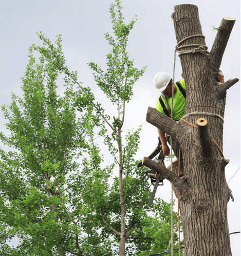 Arborist in white hard hat and neon vest using a chainsaw to trim a tree branch.