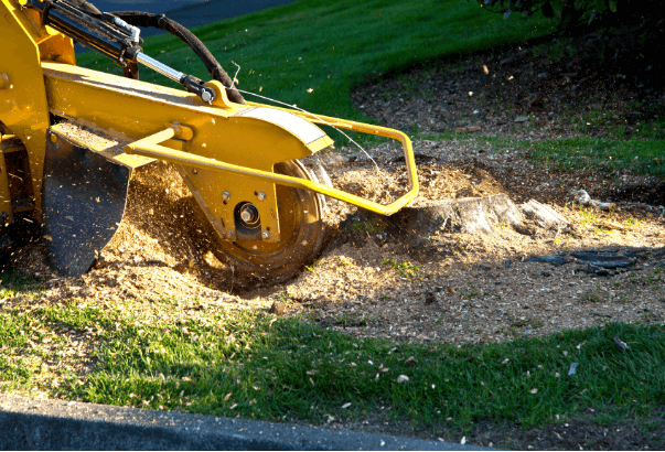 A yellow stump grinder removing a tree stump, with wood chips and grass.