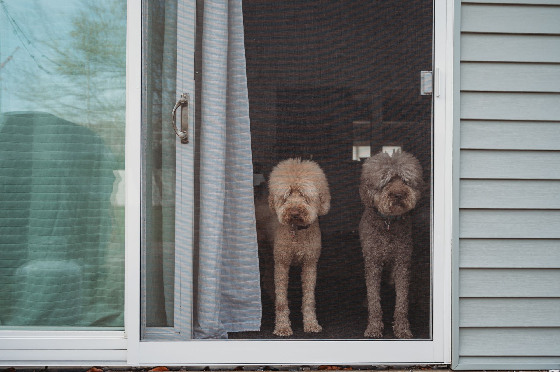 Two brown dogs with fluffy fur stand behind a screen door, looking at the camera.