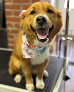Smiling brown dog wearing a patterned bandana, sitting on a grooming table.