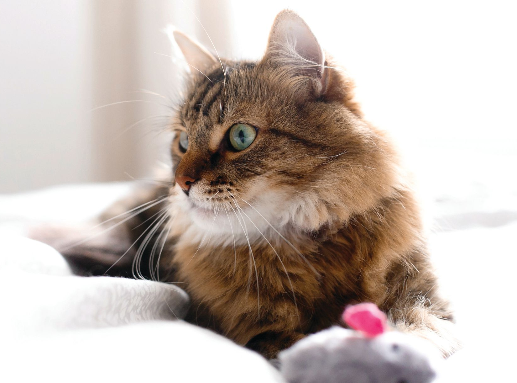 Brown tabby cat with green eyes resting on a white surface, looking left.