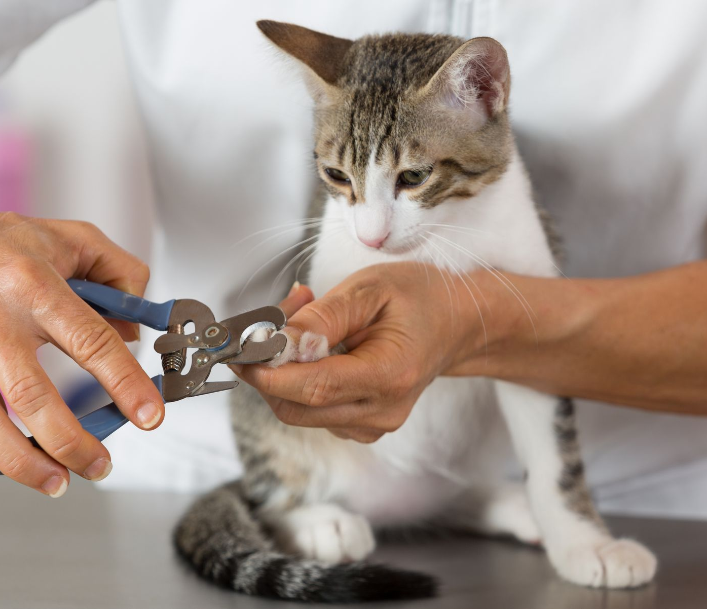 Person trimming a cat's claws with clippers. Cat sits on a table, looking at its paw.
