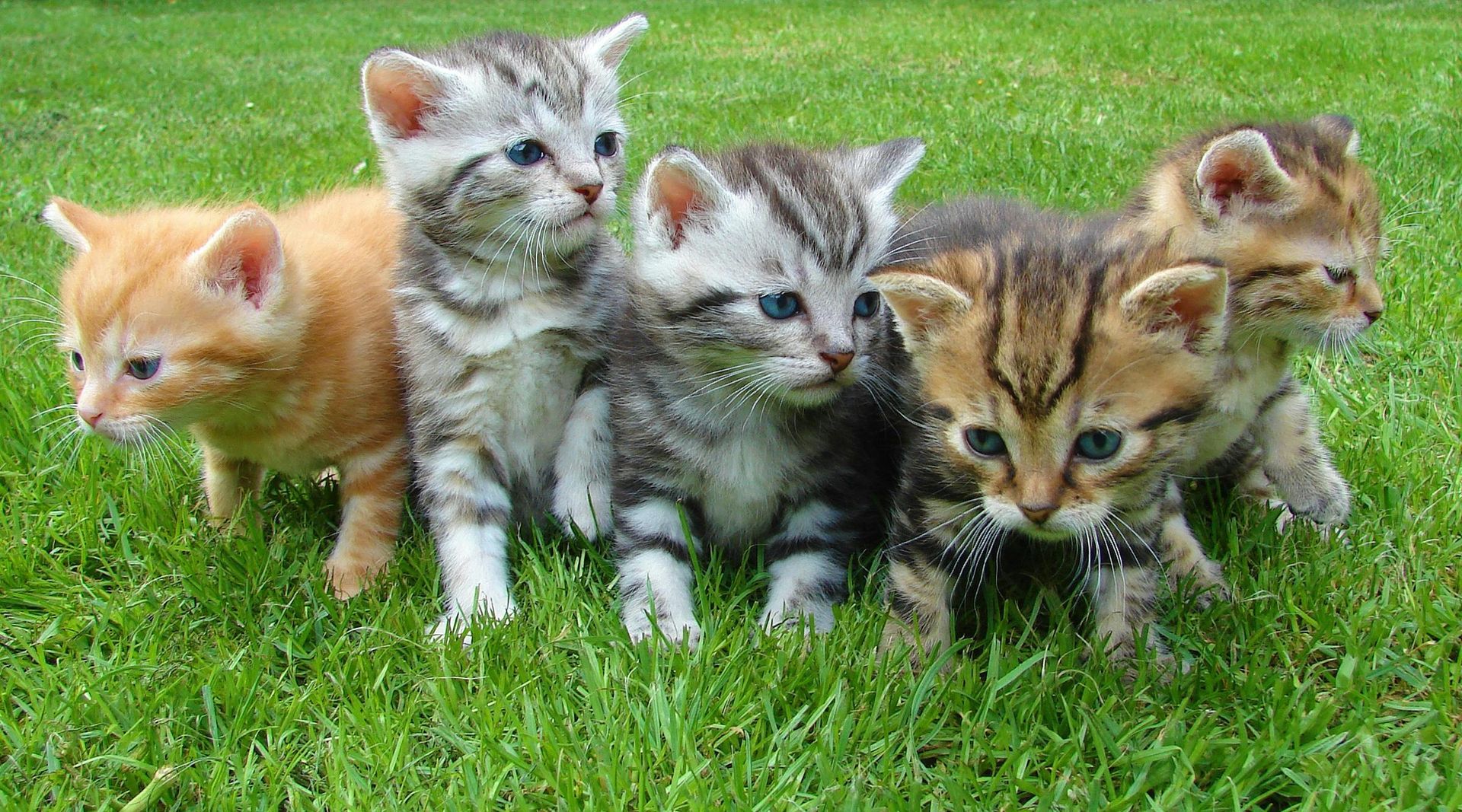 Five kittens of varying colors sit in green grass, looking forward.