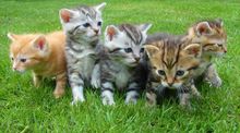 Five kittens of varying colors sit in green grass, looking forward.