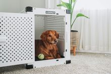 Golden retriever dog inside a white dog crate, with a tennis ball. Next to a plant and window.