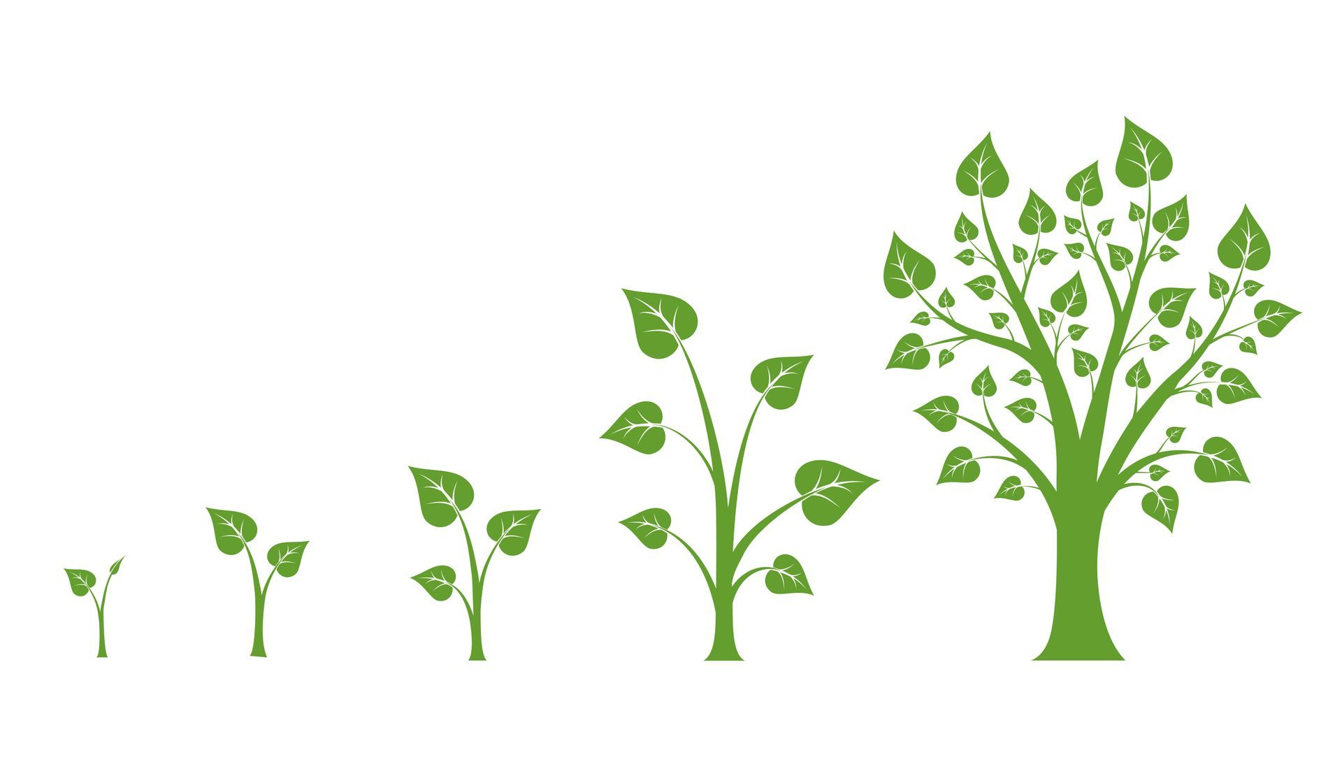 Un arbre aux feuilles vertes pousse par étapes.