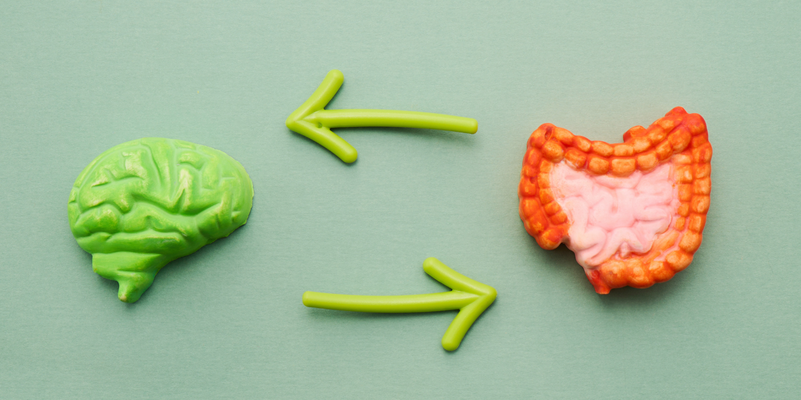 Green brain, yellow arrows pointing to orange brain-shaped figure with pink center on blue background