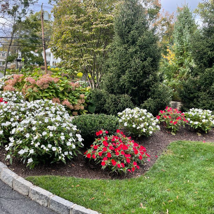 Landscaped garden bed with white and red flowers, evergreen shrubs, and a curved stone border beside a lawn