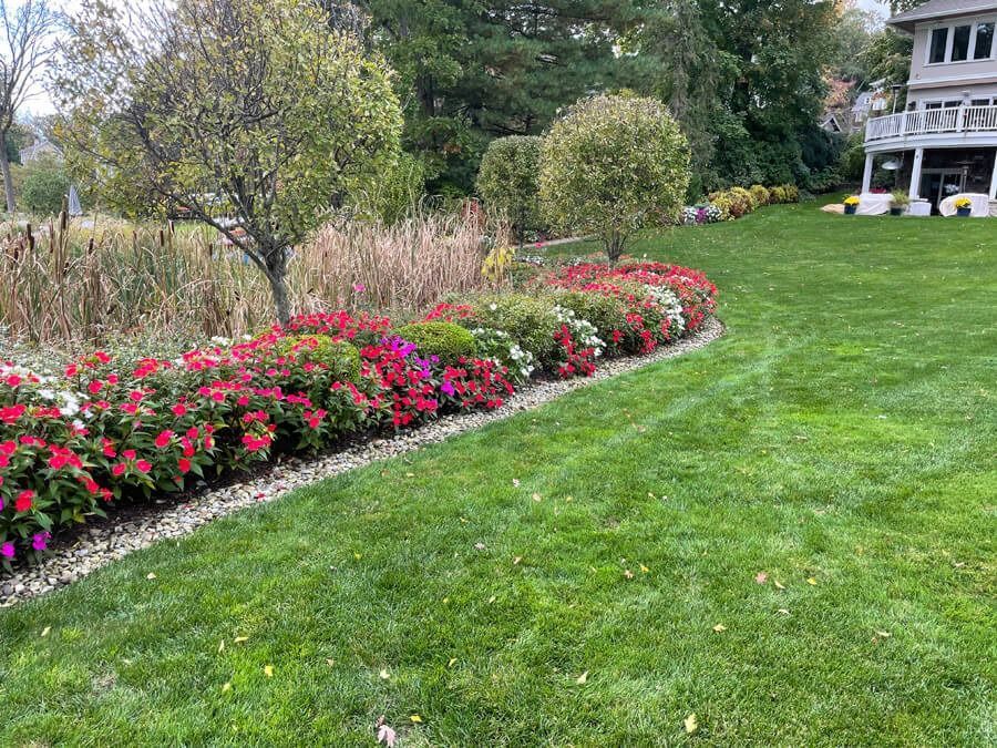 Curved flower bed with red blooms beside a green lawn and a house in the background