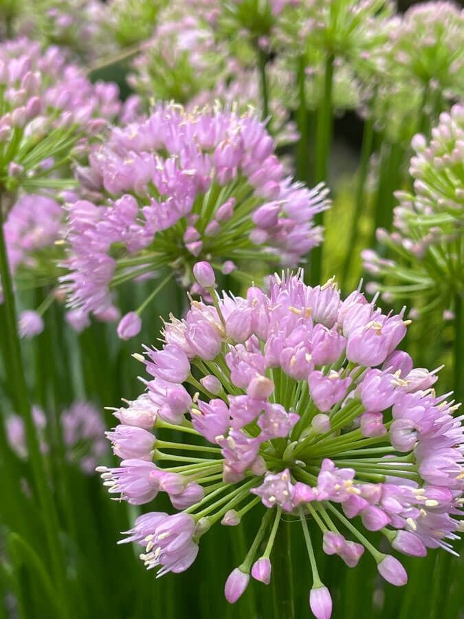 Pink allium flowers blooming in a green garden close-up