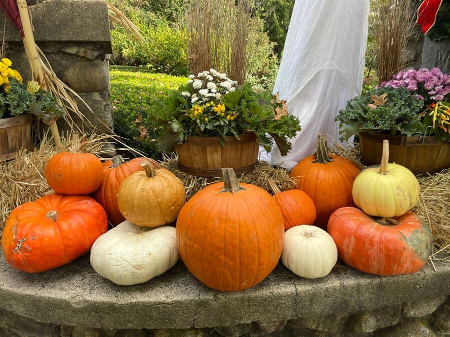 Pumpkins and gourds arranged on stone steps in a garden setting with flowers and autumn decor