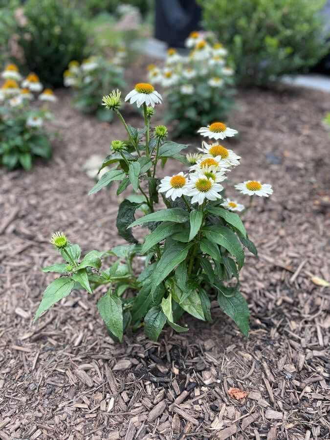White daisy-like flowers with yellow centers in a garden bed with mulch and greenery