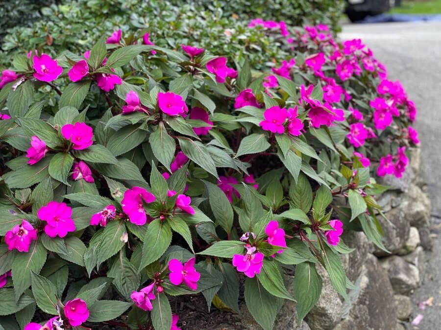 Bright pink flowers blooming in a lush green planter along a stone walkway