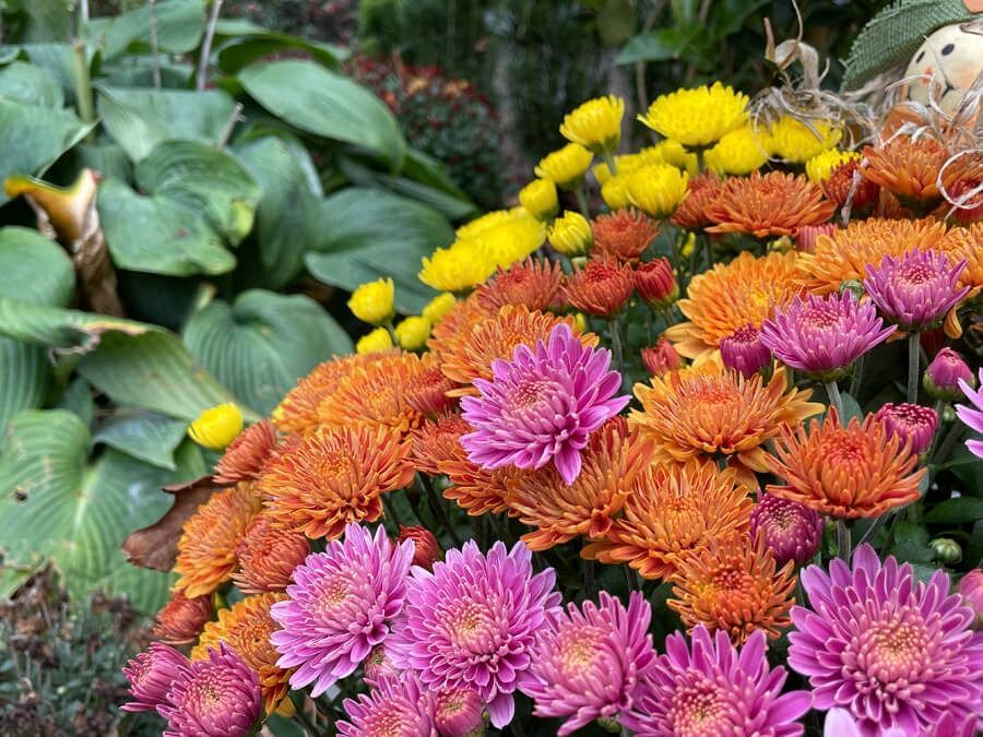 Bright pink, orange, and yellow chrysanthemums blooming against green foliage