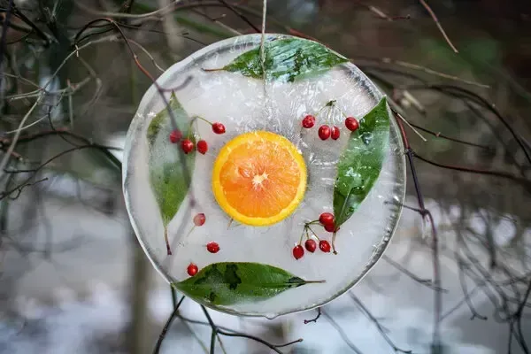 An orange frozen along with foliage