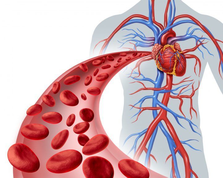 Red blood cells travel down a blood stream which is connected to a heart and many different veins