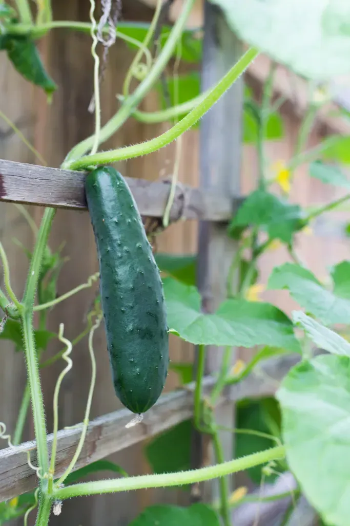 A cucumber growing 