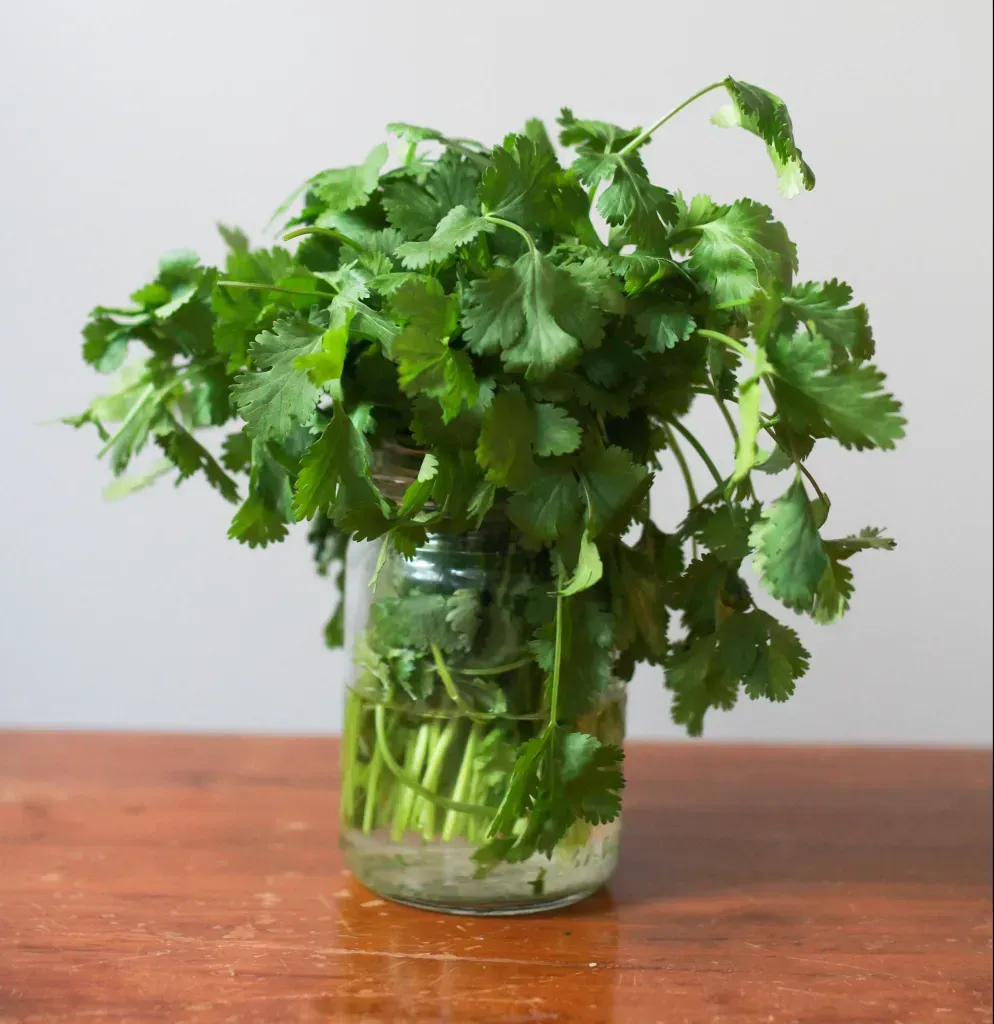 Parsley growing in a glass vase