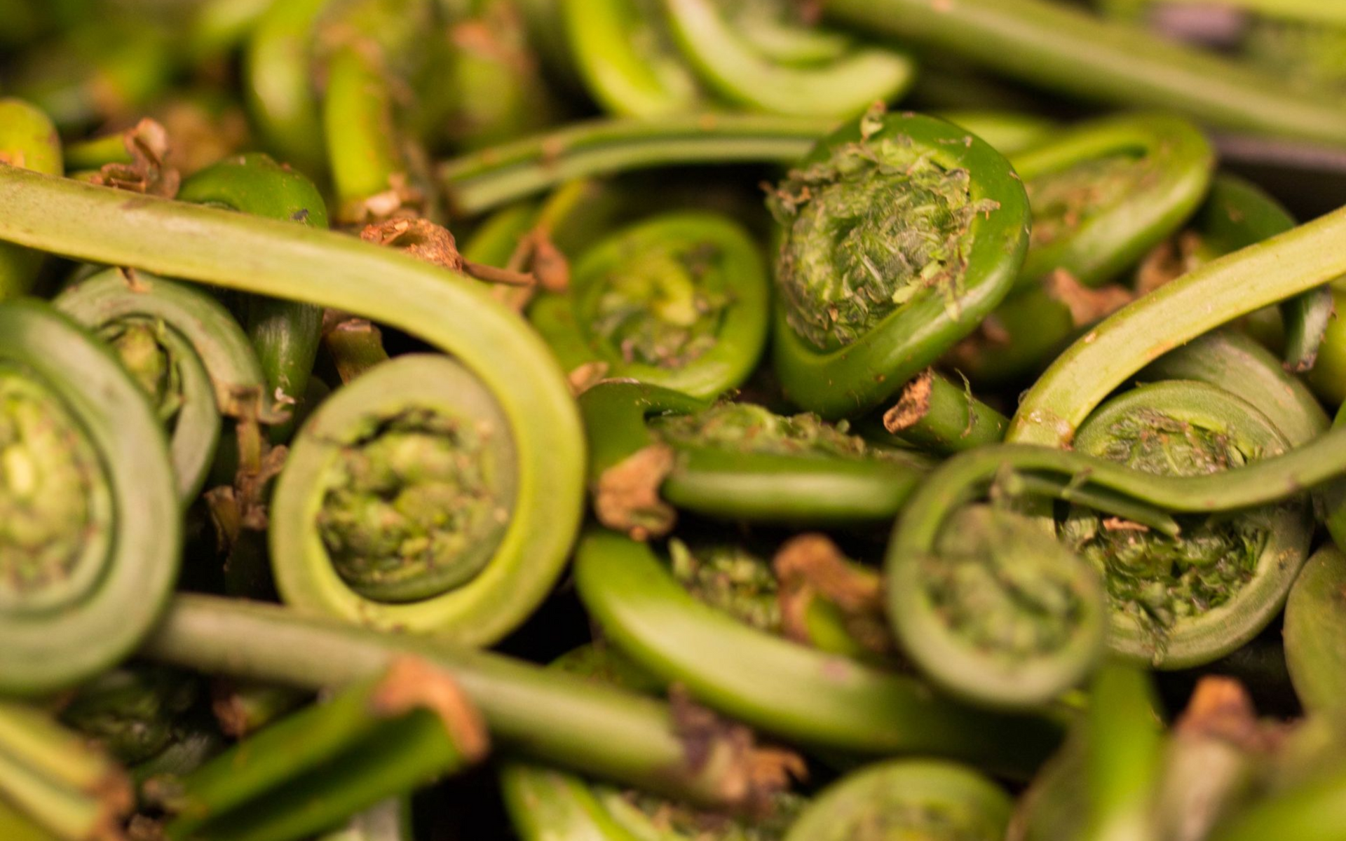 fiddlehead plant