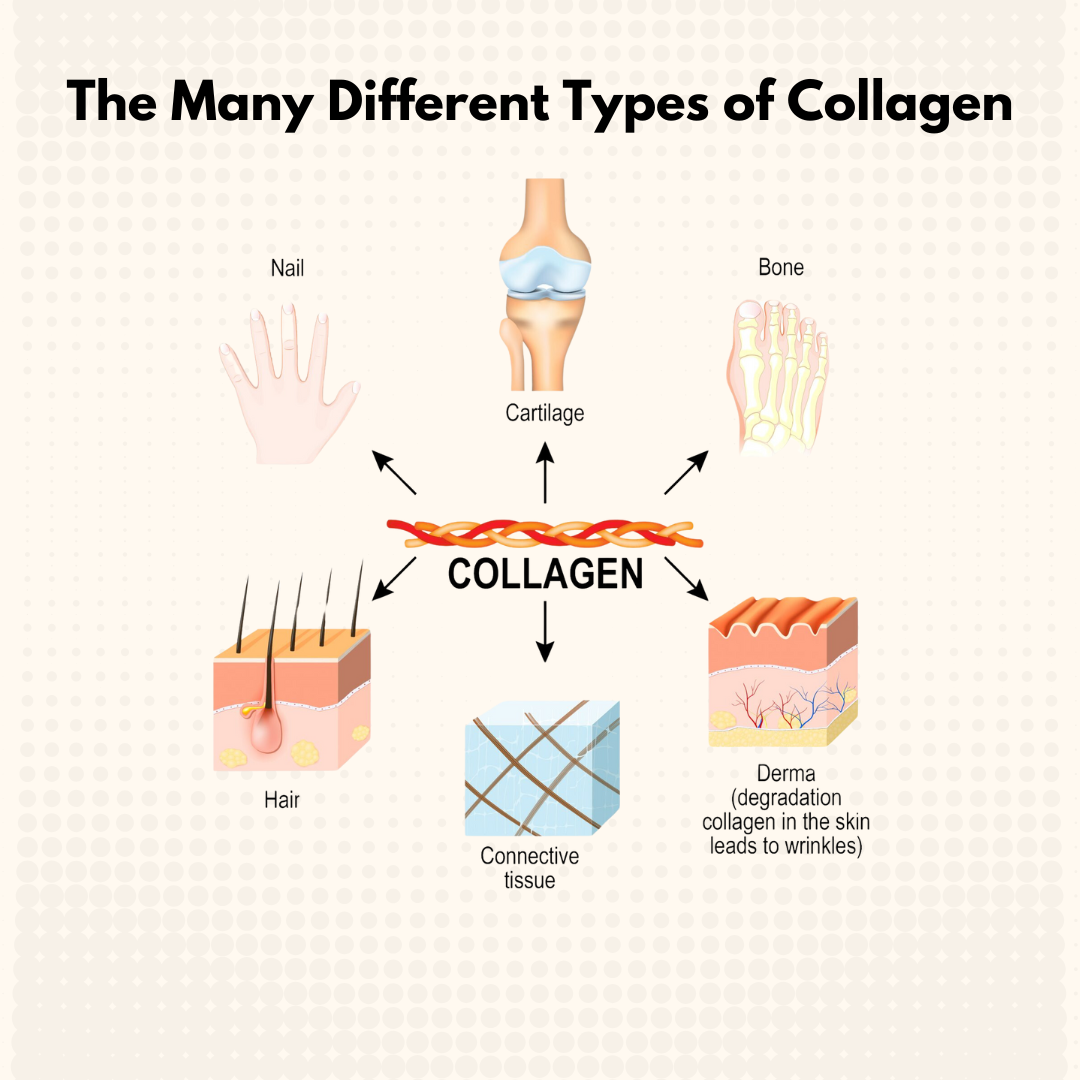 A chart showing the body parts that collagen enhances. 