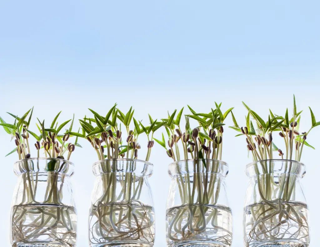Plant sprouts in glass vases