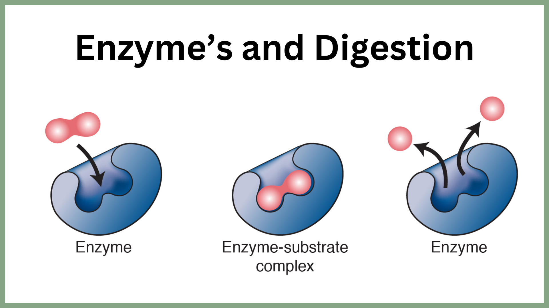 Text: Enzyme's and Digestion.
Underneath is a display of how Enzymes work in the body.