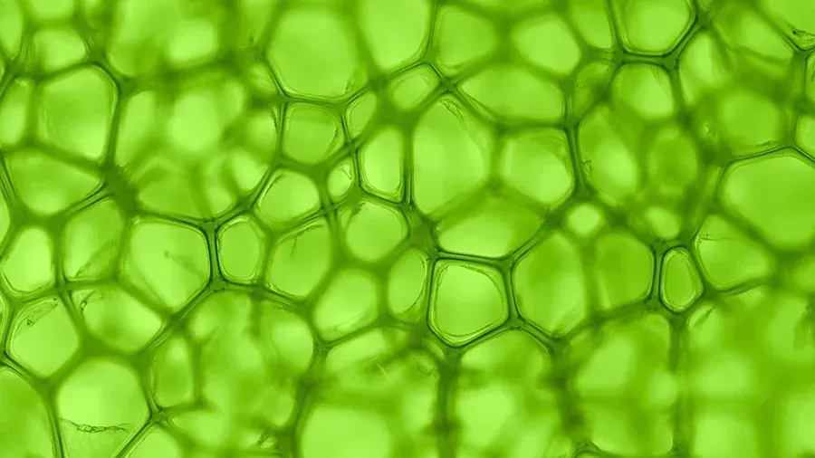 An up-close look at Chlorophyll