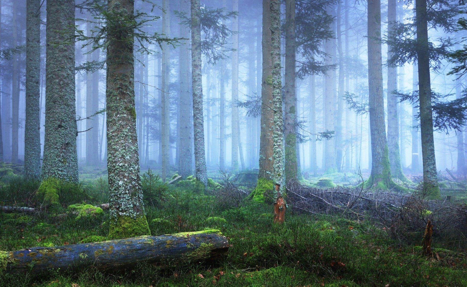 forêt