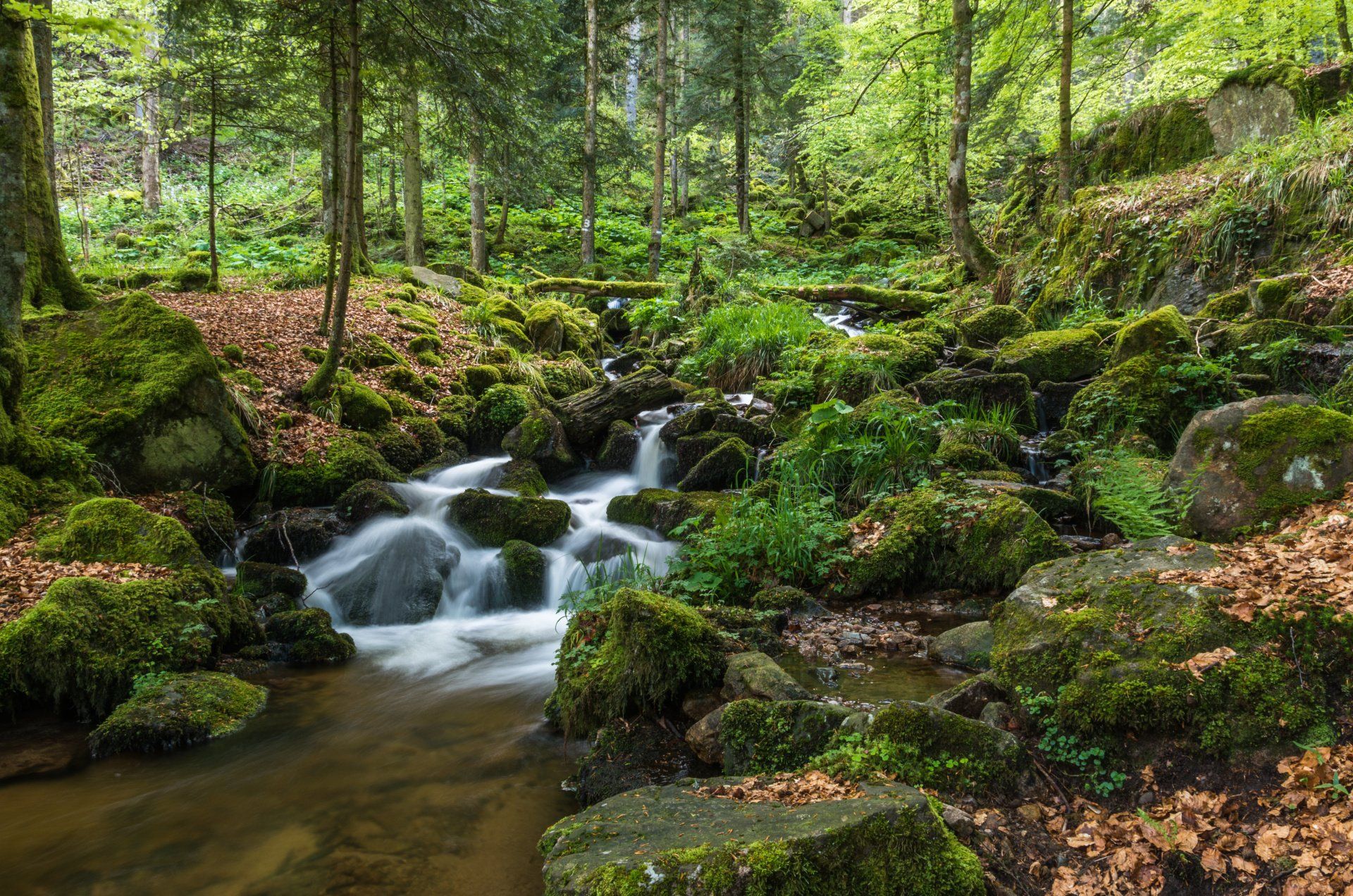 forêt et ruisseau