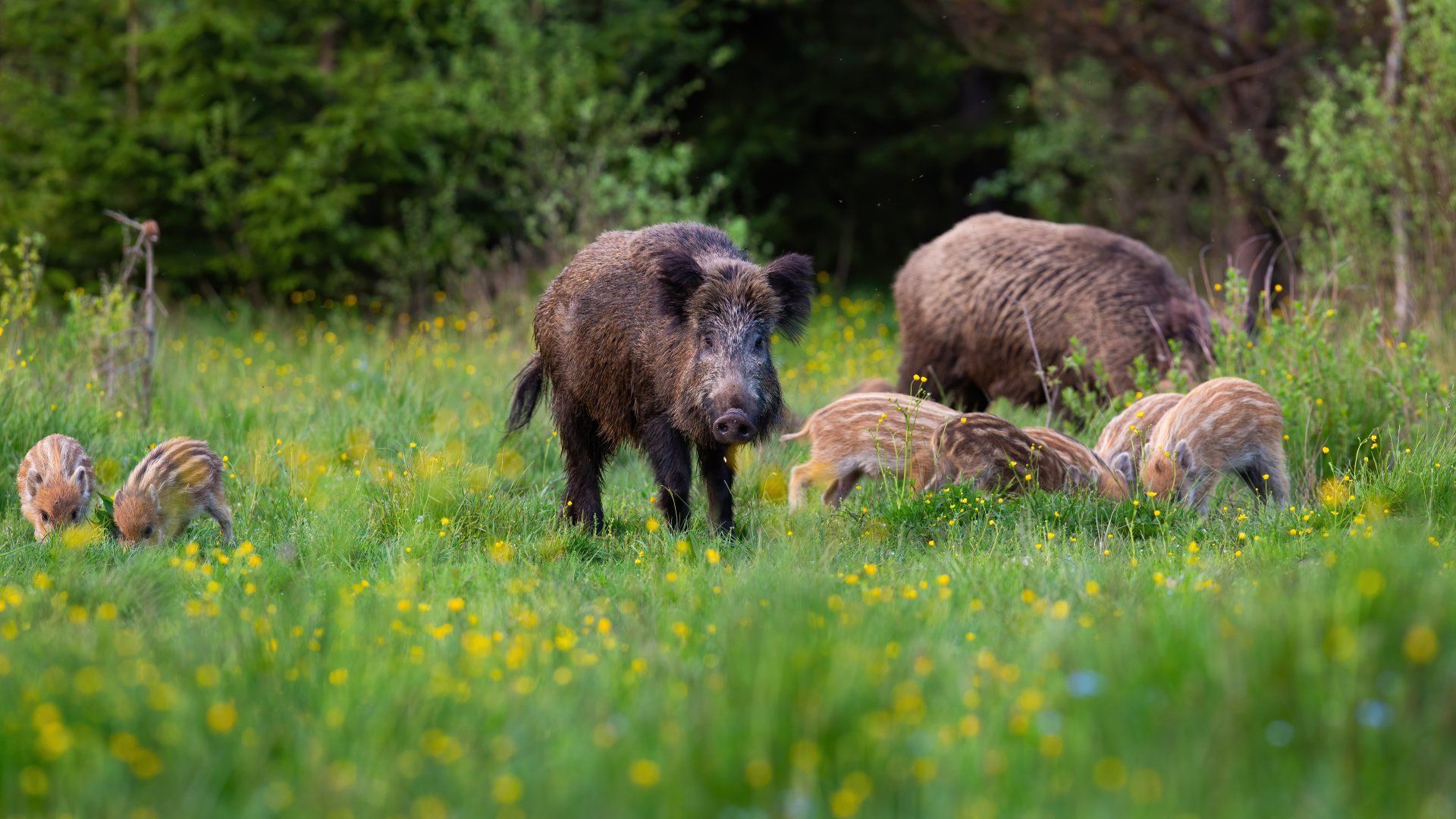 Assistance litige droit de la chasse Alsace