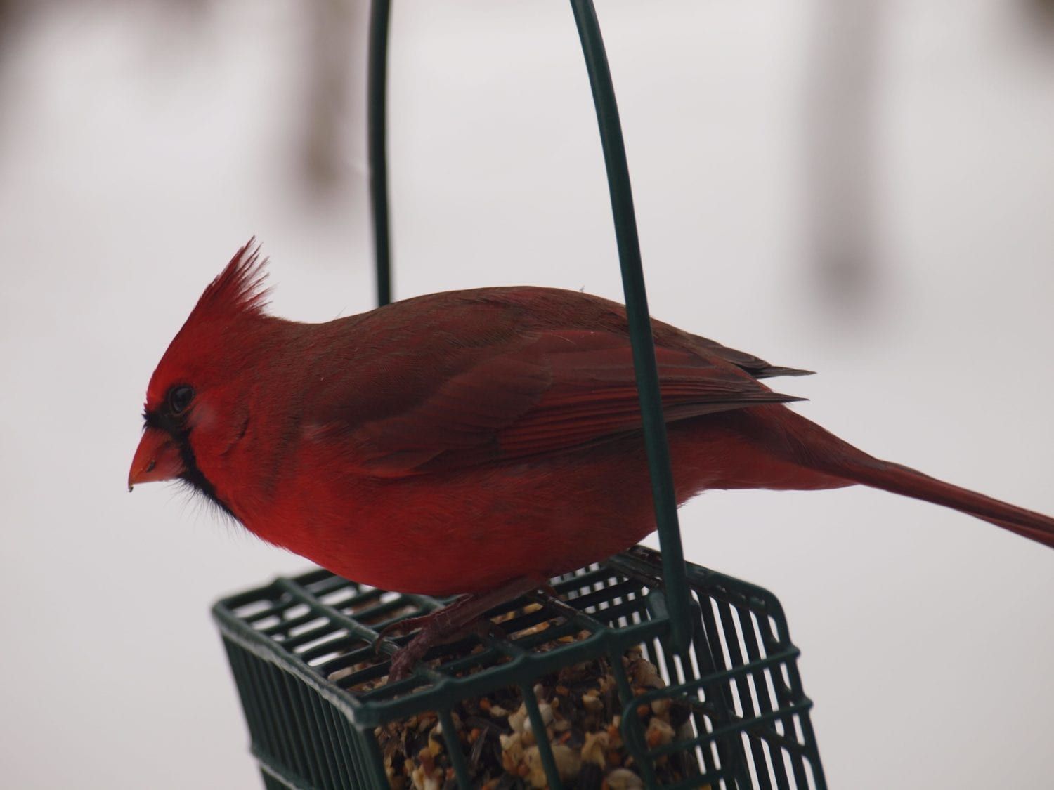 CardinalMale