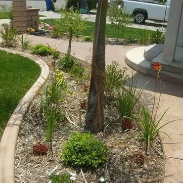 Trees and Plants — Riverside, CA — Paz Landscape and Concrete Trees and Plants — Riverside, CA — Paz Landscape and Concrete