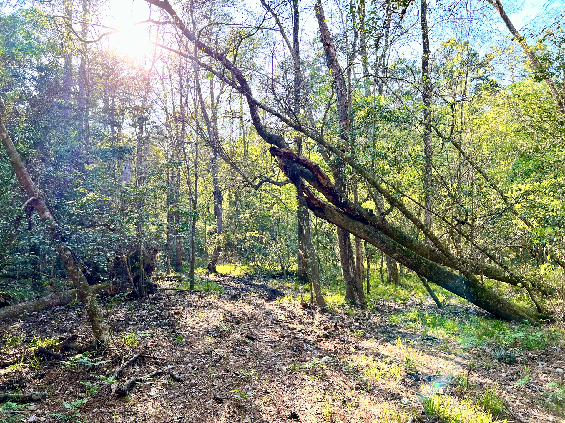 Trees And Overhanging Branches In Forest