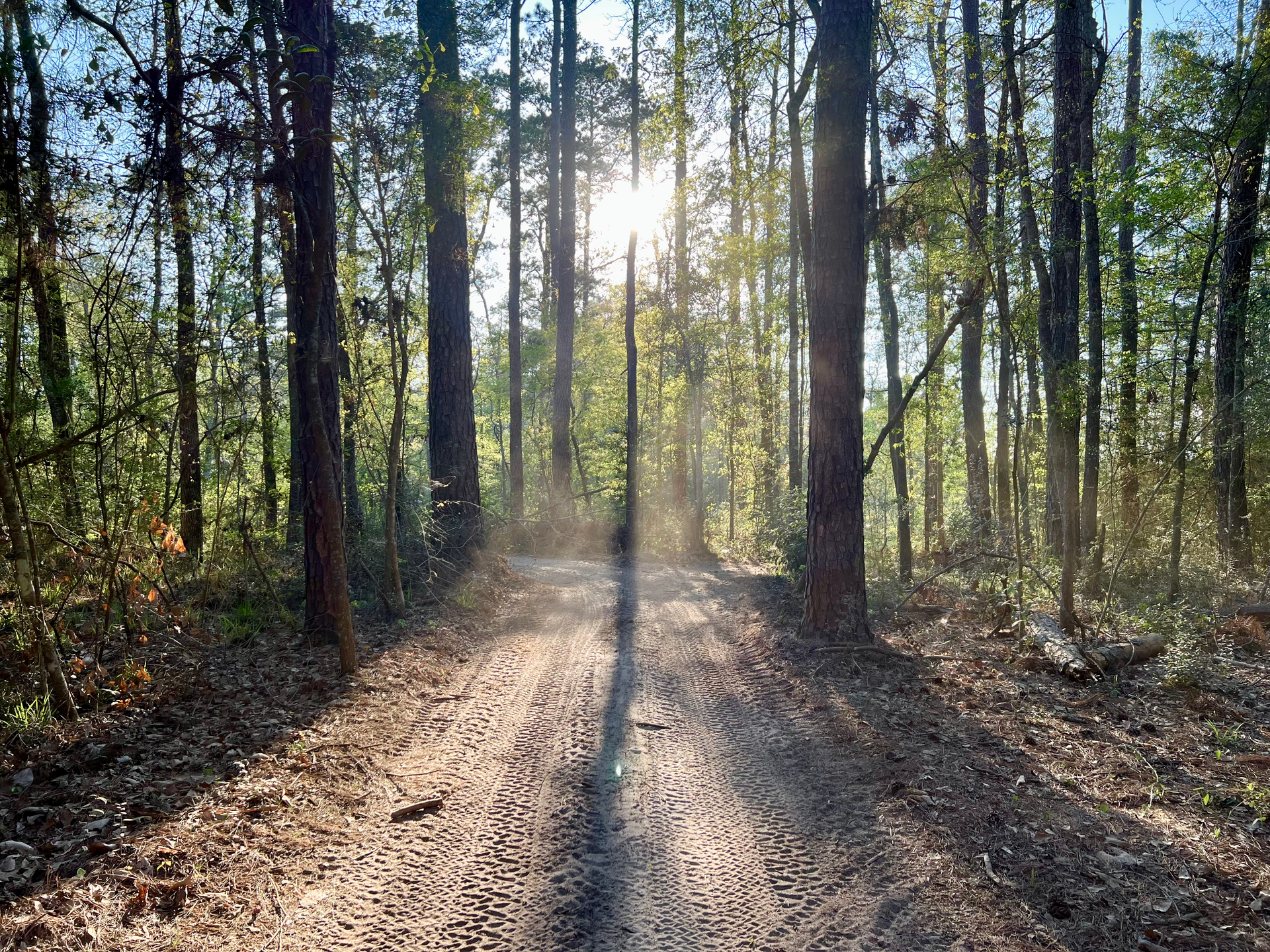 A Forest Tracks