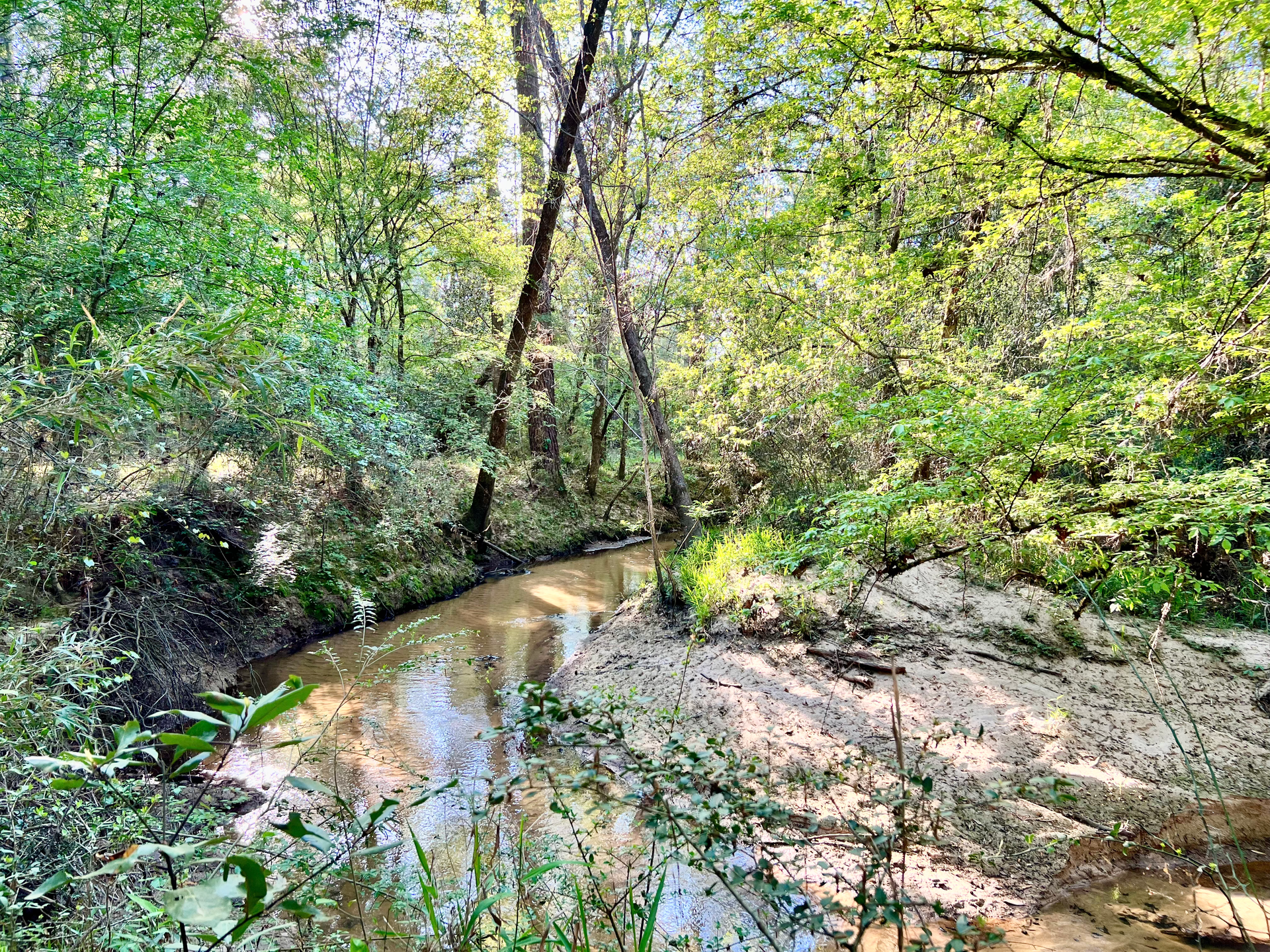 A Muddy Creek In Forest