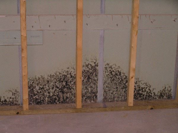 Mold growth along the bottom of a wall between wooden studs in an unfinished room