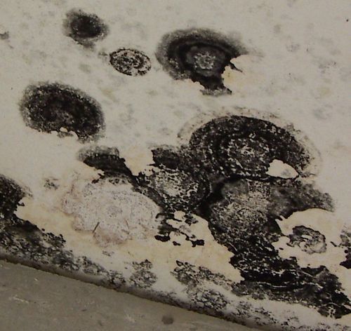 Black mold spots and peeling paint on a white wall near the floor