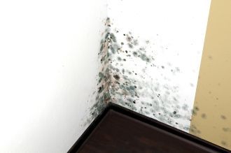 Black mold spots along the corner of a white wall near a floor and beige wall panel
