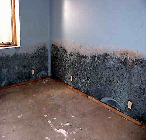 Mold-damaged room corner with dark water stains, peeling blue walls, and a bare floor.