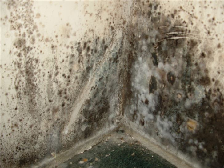 Mold-covered corner of a damp wall with dark stains and discoloration.
