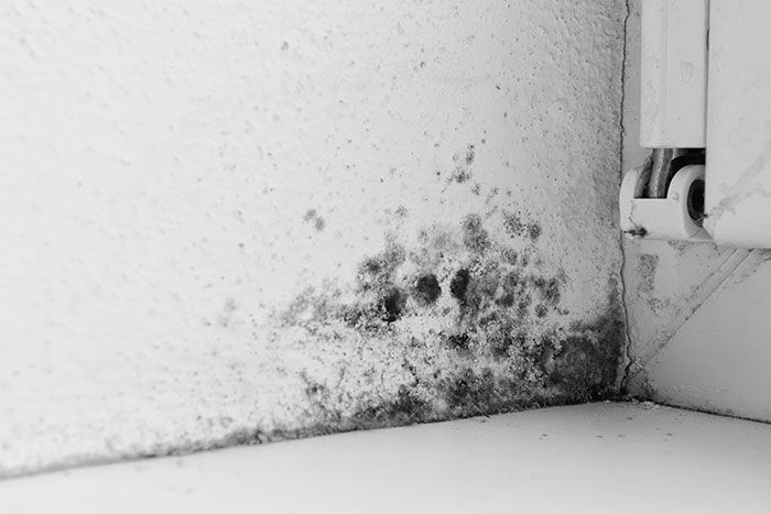 Black mold growing on a white wall and floor corner near a cabinet