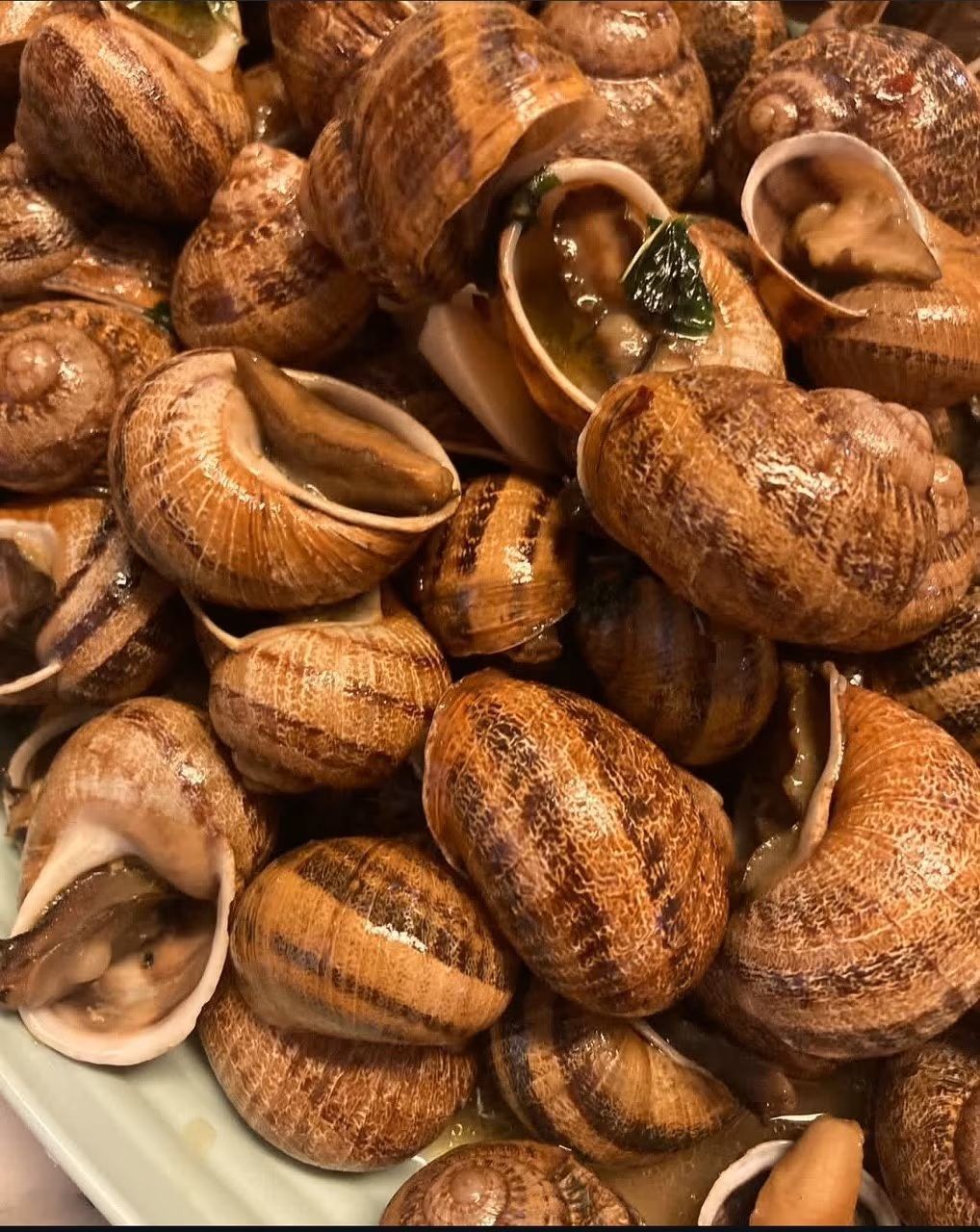 Lumache