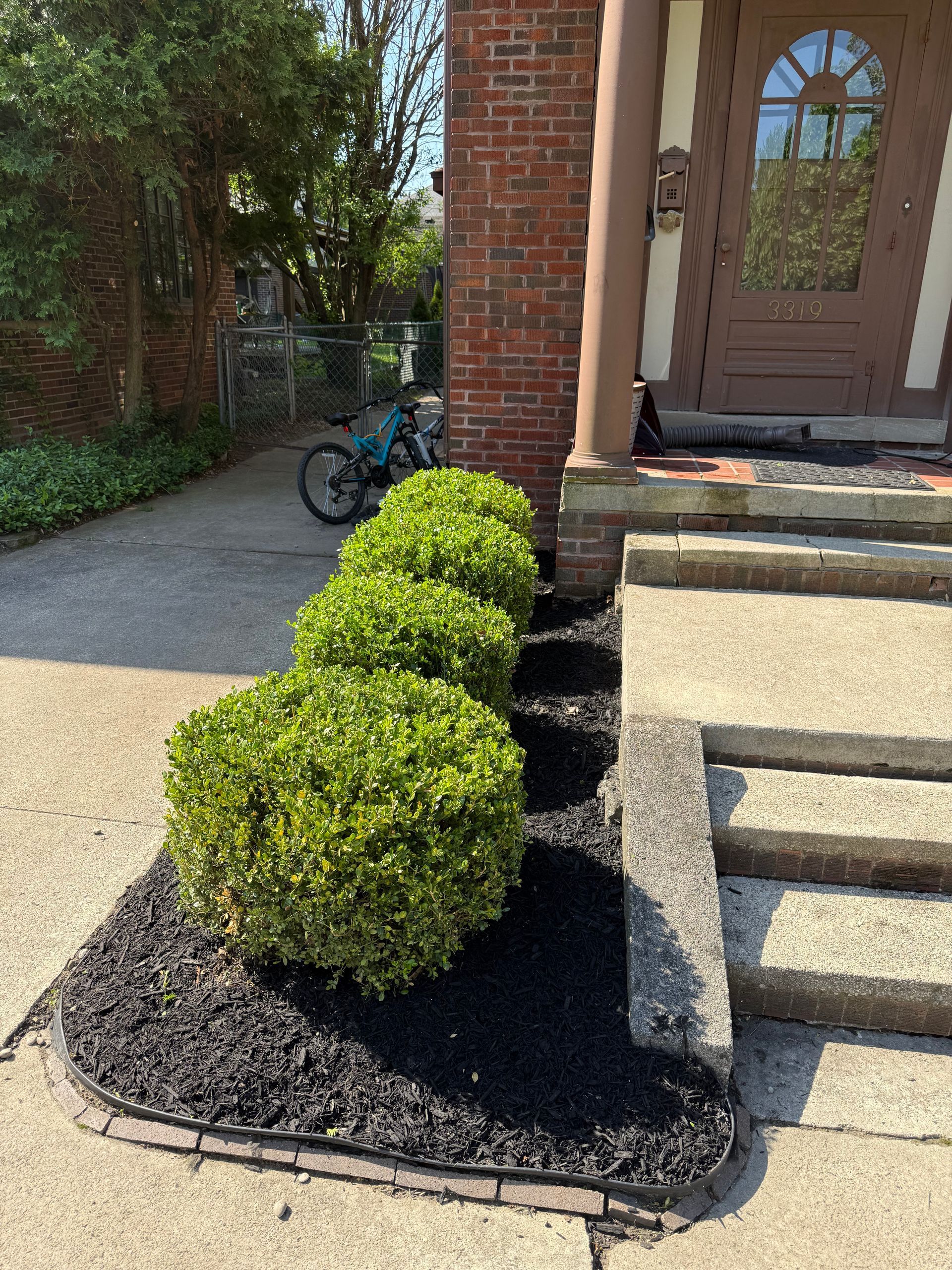Three round green boxwood shrubs planted in black mulch along the concrete steps of a brick house.