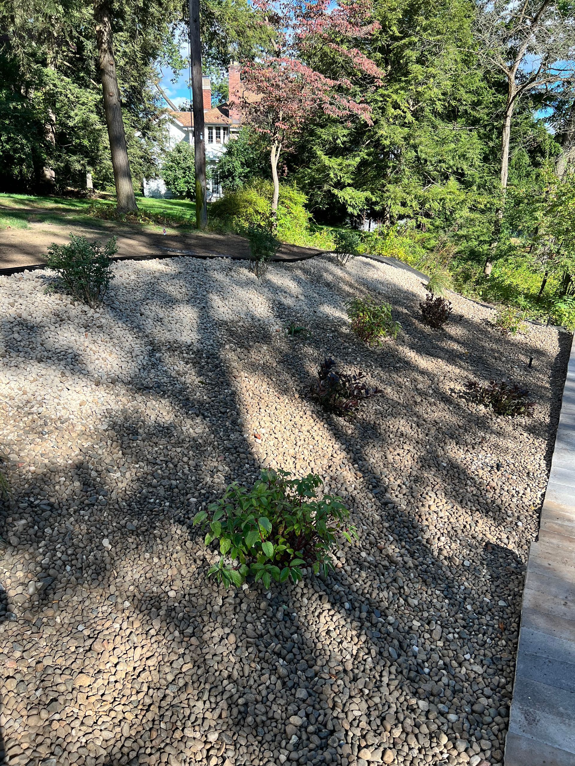 A sloped landscape bed covered in grey gravel with several small green shrubs, set against trees and a distant house.
